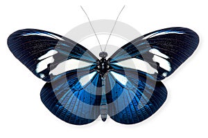 Beautiful Blue Doris Longwing butterfly isolated on a white background with clipping path