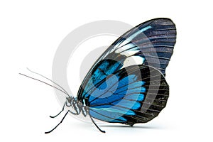 Beautiful Blue Doris Longwing butterfly isolated on a white background. Side view