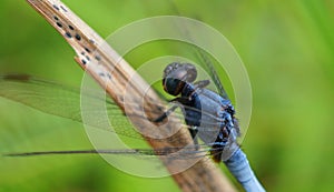 Beautiful Blue dragon fly  in forest