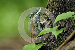 Beautiful blue dragon lizard with red spots on its back and sharp detail of its spine skin, chameleon on tree over fine blur