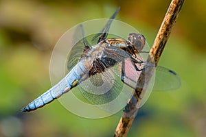 Beautiful blue dragonfly.