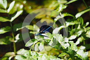 Beautiful blue dragonfly on a beautiful green vegetable photo
