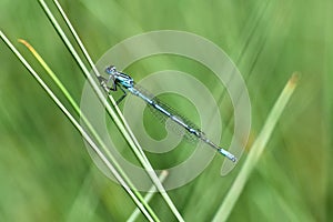 Beautiful blue dragonfly. Macro shot of nature.