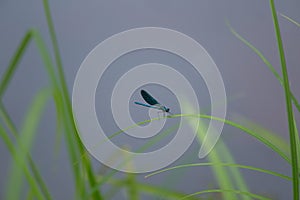 A beautiful blue dragonfly sitting on a grass near lake.