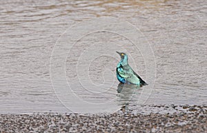 Beautiful Blue-eared Starlings in water