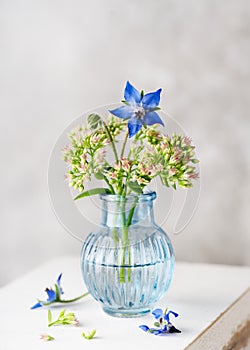 Beautiful blue eatable flower and hairy stems of borage with orpine \'Autumn Joy\' plant in a mini blue glass vase.