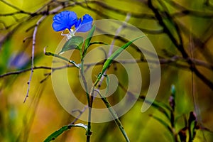 A Beautiful Blue Erect Dayflower (Commelina erecta) Wildflower Growing Wild in the Wild Texas Prairie