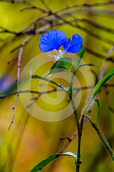 A Beautiful Blue Erect Dayflower (Commelina erecta) Wildflower Growing Wild in the Wild Texas Prairie