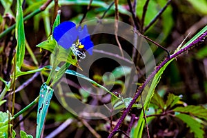 A Beautiful Blue Erect Dayflower photo