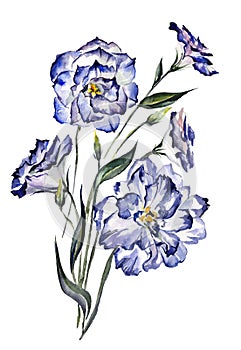 Beautiful blue eustoma Lisianthus on white background. Waterco