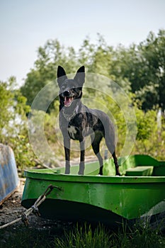 A beautiful blue-eyed black dog poses standing on an abandoned green boat. A cute mutt doggy in a boat by an overgrown