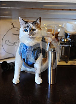 Beautiful blue-eyed cat in denim vest with with coffee grinder. Empty label, space for design. Alternative brewing