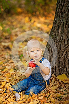 Beautiful blue-eyed child in the fall on a carpet of yellow red leaves