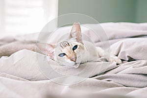 Beautiful blue-eyed oriental breed cat lying resting on bed at home looking at camera. Fluffy hairy domestic pet with blue eyes