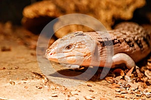 Beautiful blue-eyed skink lizard, tiliqua scincoides