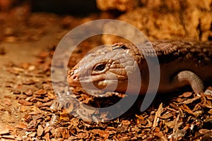 Beautiful blue-eyed skink lizard, tiliqua scincoides