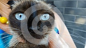 beautiful blue eyes Britan cat