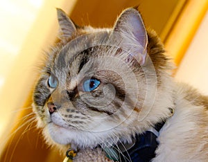 Beautiful blue eyes cat looking at the camera