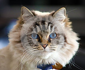 Beautiful blue eyes female cat
