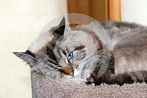 Beautiful blue eyes female cat, hypoallergenic cat. Animal that can be pet by people who is allergic to cats.