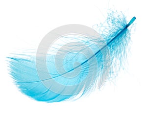 Beautiful blue feather on white background