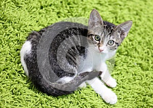 Beautiful blue female cat, hypoallergenic cat. Animal that can be pet by people who is allergic to cats.
