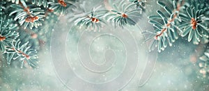 Beautiful Blue Fir Tree Branches in Snowy Forest. Christmas and Winter concept. Soft focus. Banner