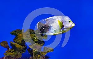 Beautiful blue fish swimming in the aquarium, Pomacanthus semicirculatus, Semicircle angelfish