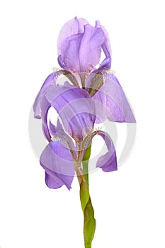 Beautiful Blue Flag Flower (Iris)