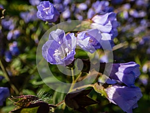Beautiful blue floral background. Macro shot of flower with light blue-violet petals of spreading Jacob`s ladder Polemonium