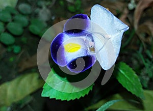 Beautiful blue aisan pegionwings flower photo