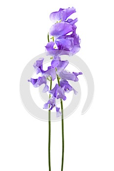 Beautiful blue flower