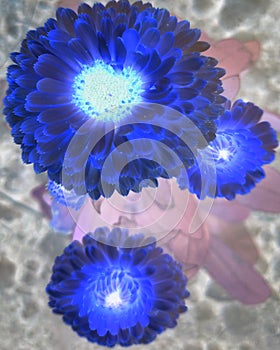 Beautiful blue flower background .
