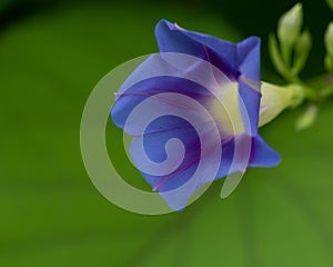 Beautiful blue flower blooming in spring season