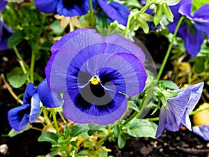 Beautiful blue flower garden