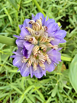 Beautiful blue flower in the gungle pond