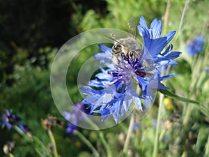 Beautiful blue flower and a honey bee
