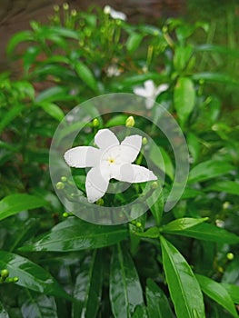 A beautiful blue flower with Indore gardening