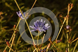 beautiful blue flower of uncultivated chicory