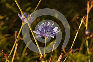 beautiful blue flower of uncultivated chicory