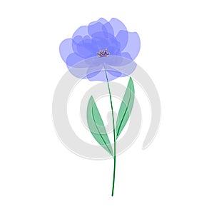 Beautiful blue flower on a white background.