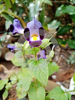 A beautiful blue flower, widespread in moist areas