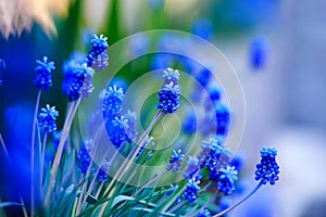 Beautiful blue flowers