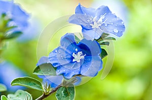 Beautiful blue flowers