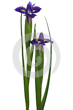 Beautiful blue flowers