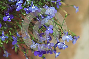 Beautiful blue flowers of climbing Lobelia plant close up