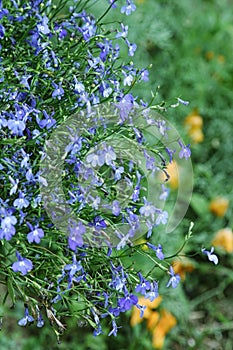 Beautiful blue flowers of climbing Lobelia plant close up