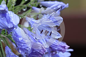 Beautiful blue flowers with drops photo