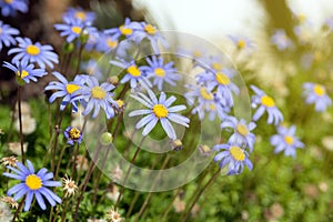 Beautiful blue flowers of Felicia Amelloides on a background of green foliage. Tender daisies. Gardening and landscape design photo
