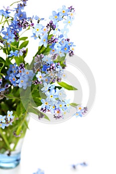 Beautiful blue flowers forget-me-nots